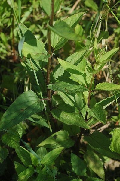 File:Scrophularia buergiriana 1.jpg