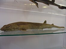 Scyliorhinus canicula in the Natural History Museum, London Scyliorhinus canicula.001 - Natural History Museum of London.JPG