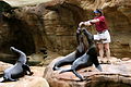 Sea Lion Show