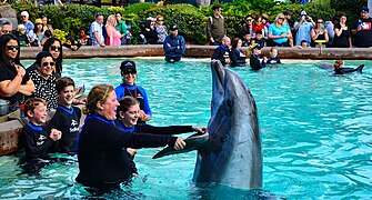 Up close with the dolphins.