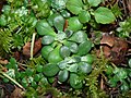 Anacortes Community Forest Lands