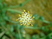 Senecio herreanus 2019-12-13 5841.jpg