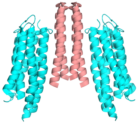 Crystal structure of NpSRII-HtrII complex dimer. SRII is in blue. View is along the membrane, extracellular space is on the top. Only transmembrane helices of HtrII are resolved. Sensory rhodopsin ii side view.png