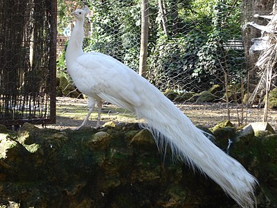 Isleta de los Patos (Sevilla)