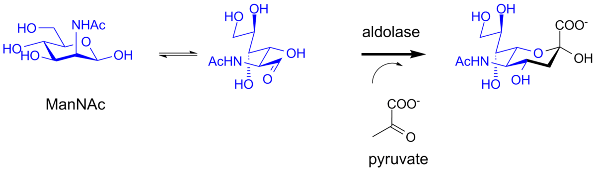 Biosynthesis of sialic acid by a bacterial aldolase enzyme.