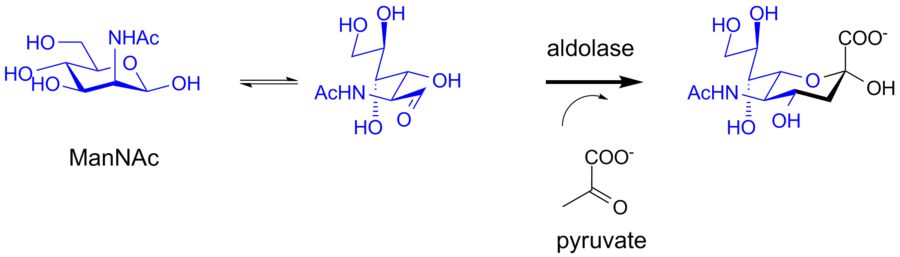 Biosynthesis of sialic acid by a bacterial aldolase enzyme.