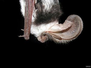 Side view of spotted bat -Euderma maculatum- by Paul Cryan.jpg