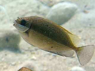 Dusky spinefoot Species of fish