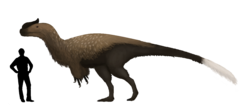 Sinotyrannus, one of the largest known proceratosaurids Sinotyrannus.png