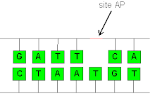 Simple representation of an AP site. Site AP.gif