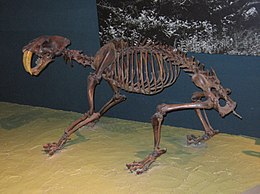 Вашингтон хотын Байгалийн Түүхийн Музей дахь Smilodon californicus-ийн чулуужсан араг яс