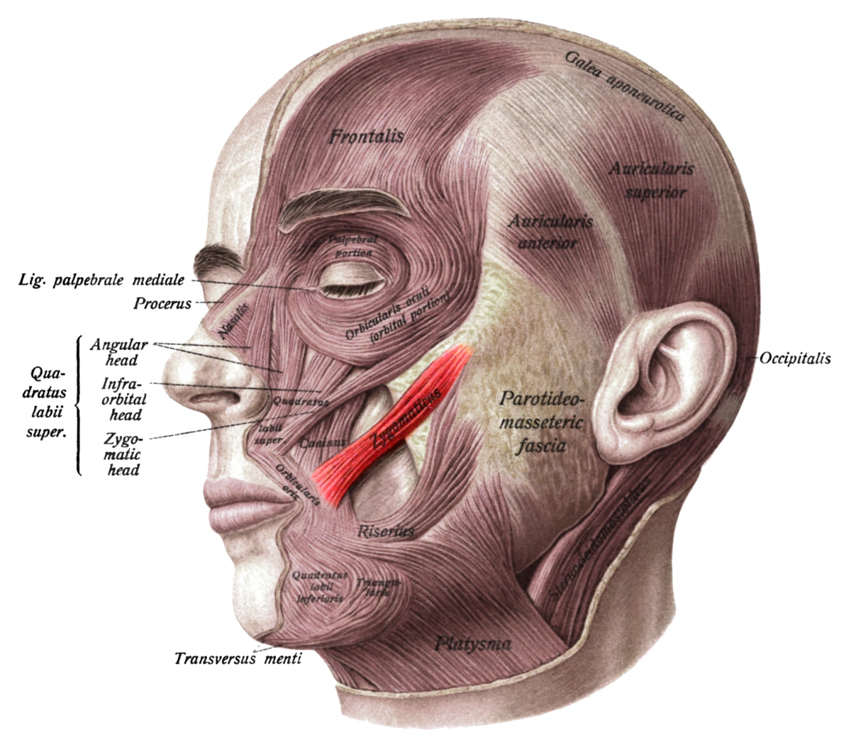 Zygomaticus major muscle - Wikipedia