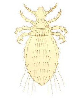 <i>Solenopotes capillatus</i> Species of louse