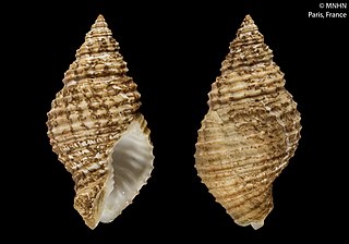 <i>Solenosteira cancellaria</i> Species of gastropod