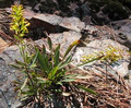 Solidago plumosa