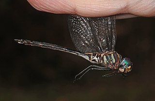 <i>Somatochlora margarita</i> Species of dragonfly