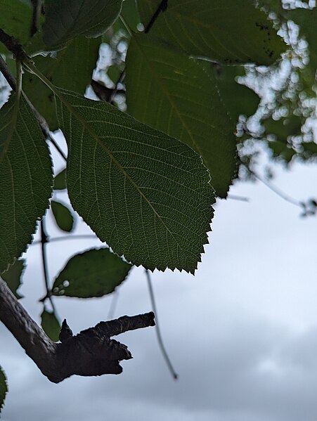 File:Sorbus leptophylla, Craig-y-Cilau (53138919850).jpg