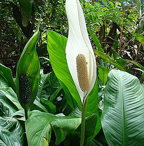 Beschrijving van de afbeelding Spathiphyllum friedrichsthalii, een vredeslelie (9161056413) .jpg.