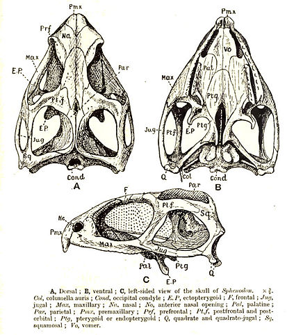 SphenodonCráneo.jpg