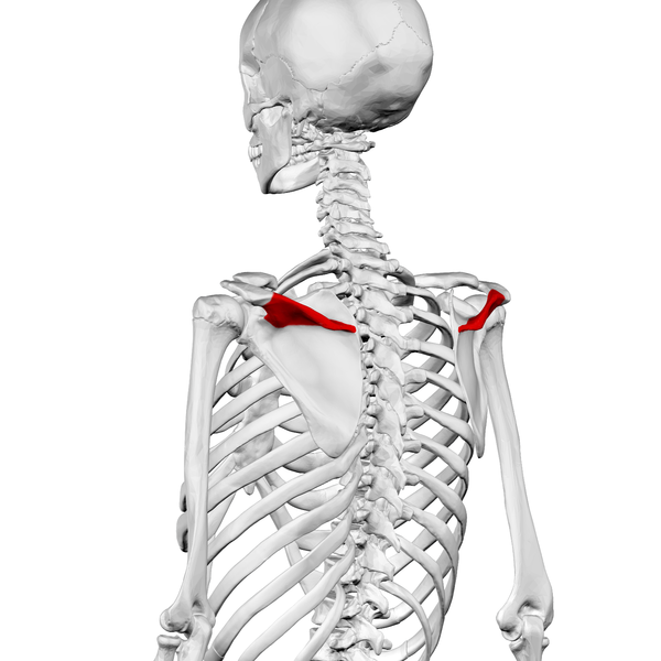 File:Spine of scapula02.png