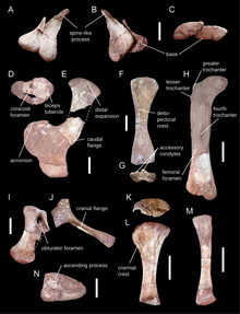 Appendicular skeleton of the basal sauropod Spinophorosaurus. A-C, Tail club osteoderm. D, left coracoid showing the coracoid foramen. E, left scapula showing the acromion. F-G, right humerus showing the deltopectoral crest. H, left femur showing the greater trochanter, the lesser trochanter, and the fourth trochanter. I, left pubis showing the obturator foramen. J, left ischium. K-L, left tibia showing the cnemial crest. M, left fibula. Spinophorosaurus appendicular skeleton.png