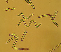 Spirulina sp. au microscope (Pseudanabaenaceae)