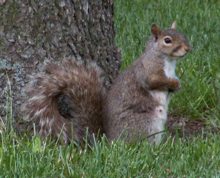 File:Squirrel 4 db.jpg