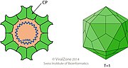 Miniatura para Genomoviridae