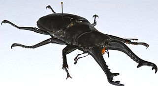 Stag Beetle (Prosopocoilus giraffa giraffa) (8556963425) .jpg