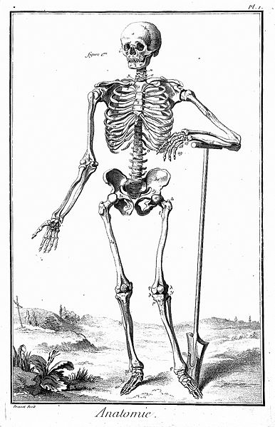 File:Standing Skeleton from Diderot's Encyclopedie Wellcome L0018903.jpg