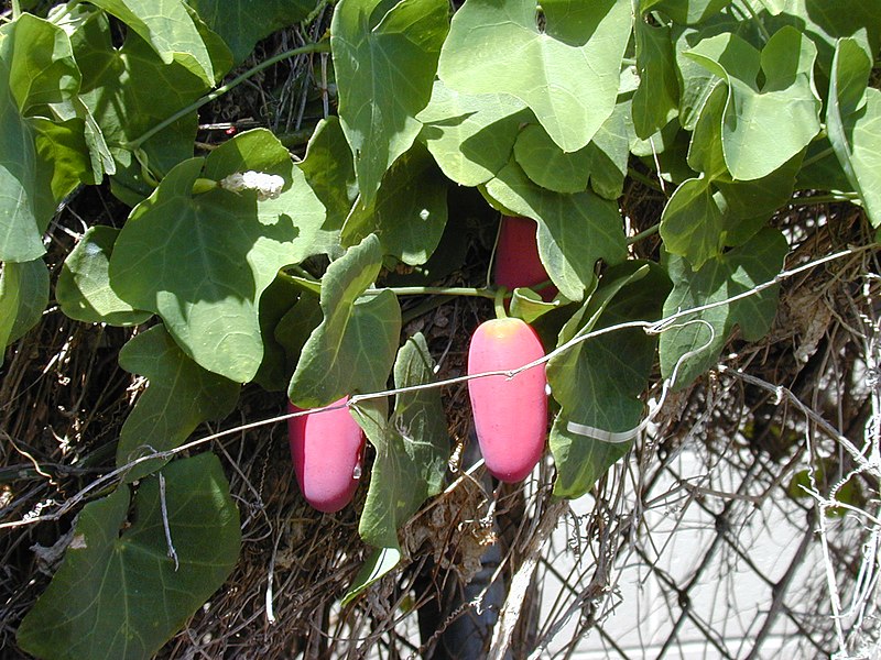 File:Starr-011121-0017-Coccinia grandis-habit with fruit-Kahului-Maui (24435341822).jpg