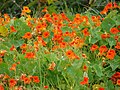 Starr-090430-6765-Tropaeolum majus-flowering habit-Kula-Maui (24927001086).jpg