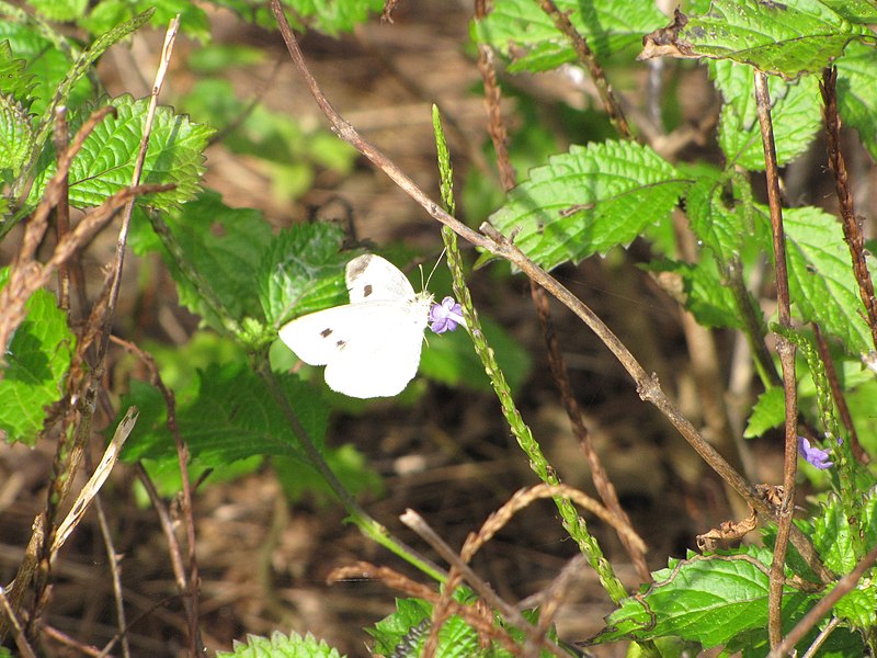 File:Starr-130321-3593-Stachytarpheta cayennensis-flowers with cabbage butterfly Pieris rapae-Crater Hill Kilauea Pt NWR-Kauai (24582577763).jpg