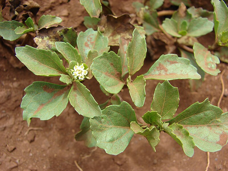 File:Starr 070404-6641 Acanthospermum australe.jpg