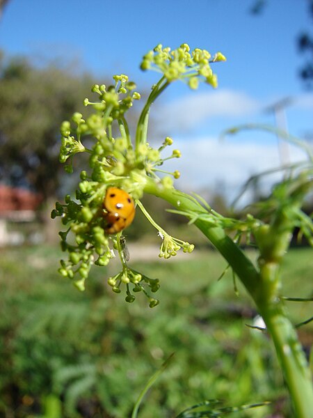 File:Starr 081031-0404 Anethum graveolens.jpg