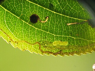 <i>Stigmella catharticella</i> Species of moth