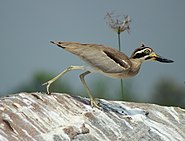 Большая рифовая авдотка (Esacus recurvirostris)