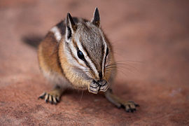 22.3.11 Streifenhörnchen