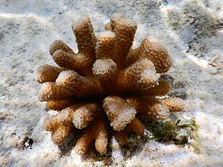 <i>Stylophora madagascarensis</i> Species of coral