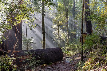 Raios crepusculares no bush da Nova Zelândia, Bryant Range. A foto foi tirada na trilha entre Rocks Hut e Middle Creek Hut. Esta seção faz parte da Trilha Te Araroa (definição 5 464 × 3 643)