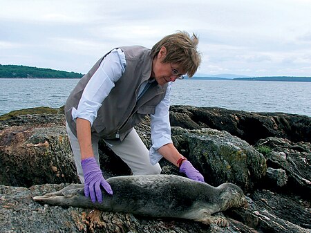 Susan Shaw with Seal Pup 2007.jpg