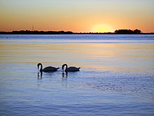 Swans GLP Swans, Sunrise.jpg