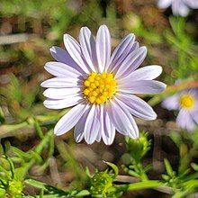 Symphyotrichum kentuckiense 233619850 (cropped).jpg