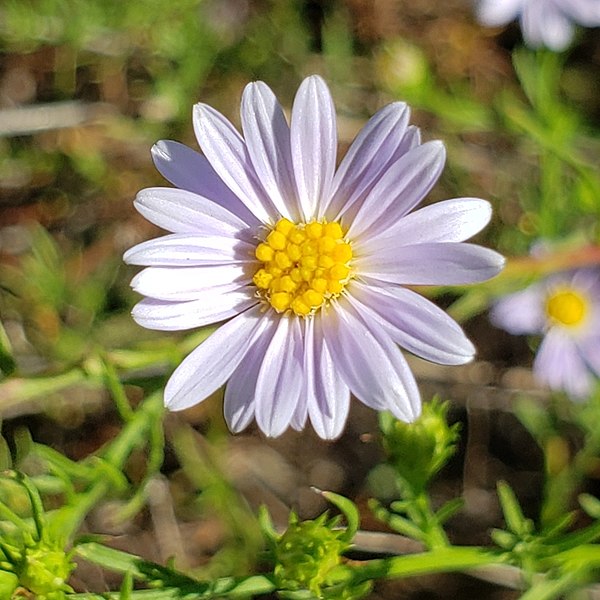 File:Symphyotrichum kentuckiense 233619850 (cropped).jpg