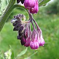 Inflorescence, Poland