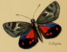 Synemon nupta Westwood 1877.png