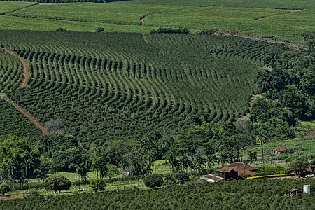 Rows of coffee trees after recent harvest by machine and sugar cane growing in distance. Altinópolis, São Paulo state, Brazil.