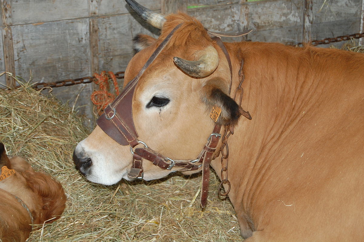 Jersey cattle - Wikipedia