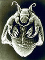 Tadpole shrimp larva 1.jpg