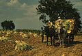 Taking Burley tobacco in from the fields 1a34375v.jpg